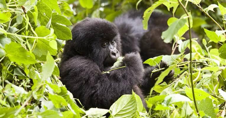 Gorilla Trekking Tour in Volcanoes NP